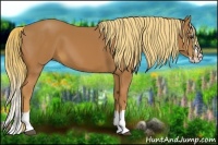 Horse Color:Chestnut Splash 