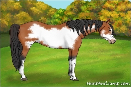 Horse Color:Bay Frame 