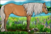 Horse Color:Silver Bay 