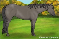 Horse Color:Smoky Grullo 