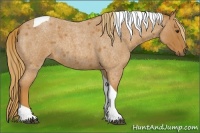 Horse Color:Red Roan Tobiano 