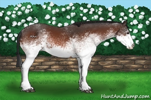 Horse Color:White Spotted Bay 