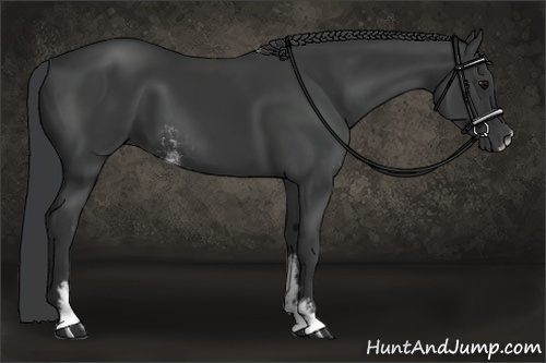 Horse Color:Black Sabino