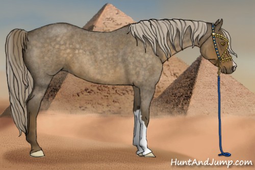 Horse Color:Chocolate Palomino Roan 