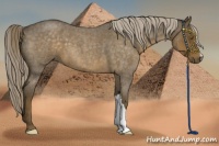 Horse Color:Chocolate Palomino Roan