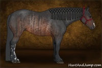 Horse Color:Brown Rabicano  and Brown Rabicano 