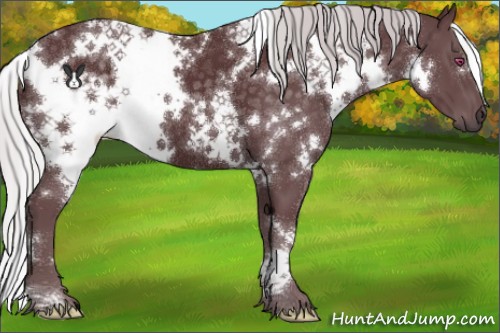 Horse Color:White Spotted Chocolate Silver Black Chinchilla