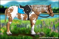 Horse Color:White Spotted Chestnut 