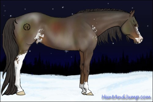 Horse Color:Liver Chestnut Sabino 