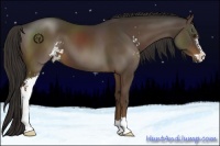 Horse Color:Liver Chestnut Sabino 