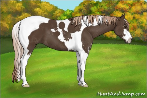 Horse Color:Liver Chestnut Sabino Tobiano 