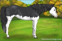 Horse Color:Black Splash
