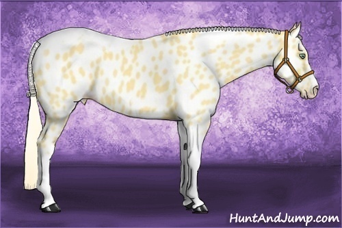 Horse Color:Gold Cream Champagne Roan Dun Splash Tobiano Frame Appaloosa Rabicano 