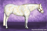 Horse Color:Gold Cream Champagne Roan Dun Splash Tobiano Frame Near Leopard Rabicano