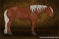 Horse Color:Gray Silver Bay 