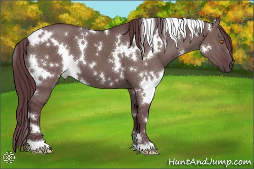 Horse Color:White Spotted Chocolate Grullo 