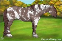 Horse Color:White Spotted Chocolate Grullo 