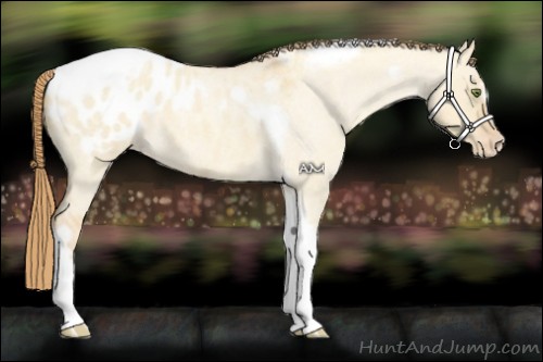 Horse Color:Gold Champagne Roan Dun Splash Tobiano Frame Appaloosa Rabicano