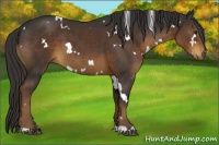 Horse Color:White Spotted Liver Chestnut 
