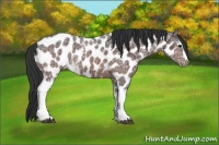 Horse Color:White Spotted Brown Ice Appaloosa 