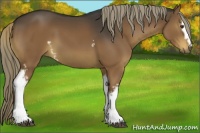 Horse Color:White Spotted Liver Chestnut