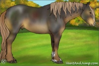 Horse Color:Liver Chestnut Sabino 