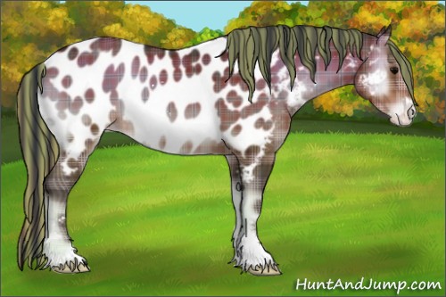 Horse Color:Painted Plaid  Brown Onyx Sabino Appaloosa 