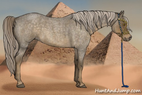 Horse Color:Chocolate Palomino Roan 