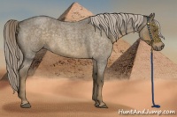 Horse Color:Chocolate Palomino Roan