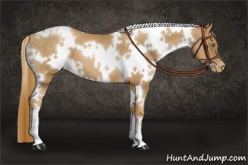 Horse Color:White Spotted Chestnut Pearl 
