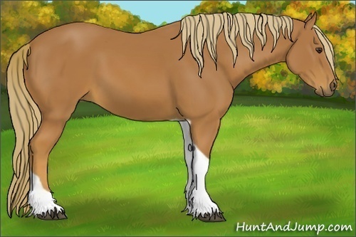 Horse Color:Chestnut Tobiano 