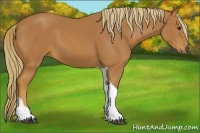 Horse Color:Chestnut Tobiano 