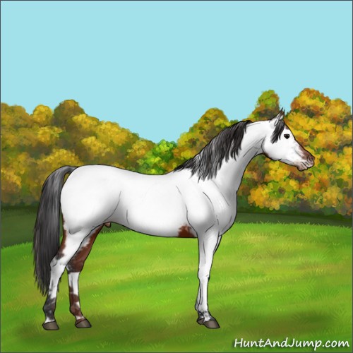 Horse Color:Brown Fewspot