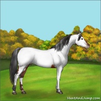 Horse Color:Brown Fewspot 