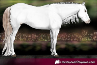 Horse Color:White Spotted Chestnut Appaloosa 