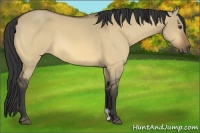 Horse Color:Buckskin Dun 