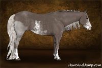 Horse Color:Silver Black Sabino 