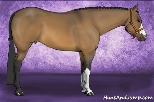 Horse Color:Bay Dun 