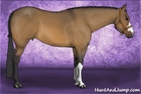Horse Color:Bay Dun