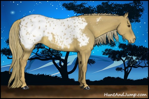 Horse Color:Red Dun Appaloosa 