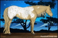 Horse Color:Red Dun Appaloosa 
