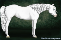 Horse Color:Cremello Appaloosa and Cremello Appaloosa