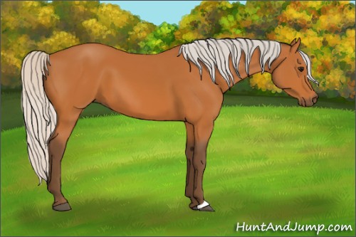Horse Color:Silver Bay 