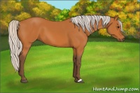 Horse Color:Silver Bay 