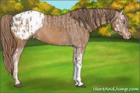 Horse Color:Buckskin Splash Appaloosa  and Chestnut Appaloosa 