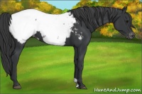 Horse Color:Black Appaloosa 