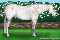 Horse Color:Bay Splash Tobiano Appaloosa and Gray Bay Splash Tobiano Appaloosa
