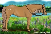 Horse Color:Palomino 