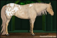 Horse Color:Palomino Roan Blanket 