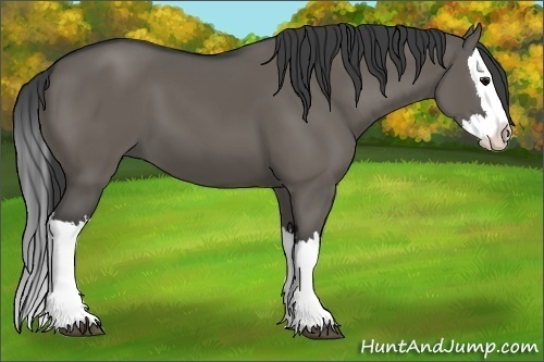 Horse Color:Grullo Splash 